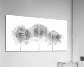Peonies on white background Acrylic Print