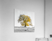 Tree on a hill, yellow, gold Acrylic Print