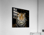 Tiger face Acrylic Print