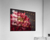 Beautiful Peony Acrylic Print