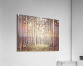 Pine Trees Acrylic Print
