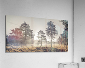 Sun through trees Acrylic Print