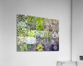 Succulents Collage Acrylic Print
