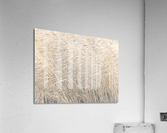 Brown reeds  Acrylic Print
