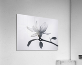 Monochrome Magnolia Acrylic Print