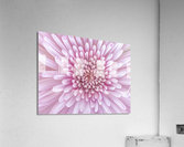 Chrysanthemum Flower Acrylic Print