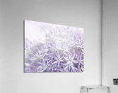 Allium flowers Acrylic Print