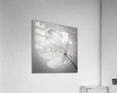 White Tulip Acrylic Print
