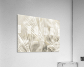 Wheat Wash Acrylic Print