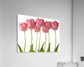 Growing Tulips Acrylic Print