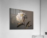 Peony Acrylic Print