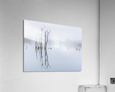Still Lake Acrylic Print