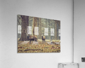 Stags in the forest Acrylic Print