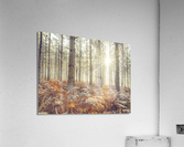 Natures Illumination Acrylic Print
