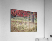 Stag in a field Acrylic Print