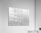Silver Birch trees Acrylic Print