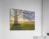 Spreading Branches Acrylic Print