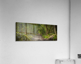 Road through forest Acrylic Print