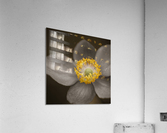Delicate Perfection Acrylic Print