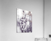 Actaea Acrylic Print