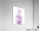 Orchids Acrylic Print