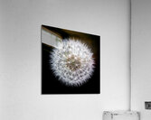 Dandelion Clock Acrylic Print
