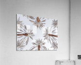 Palm Tops Acrylic Print