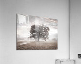 Tree at sunrise Acrylic Print