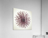 Glowing Chrysanthemum Acrylic Print
