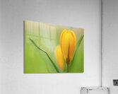 Yellow Crocus Acrylic Print