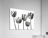 Fresh and Beautiful Tulips Acrylic Print