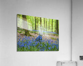 Dog in Bluebells Acrylic Print