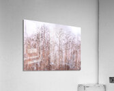 Grass Reeds Acrylic Print