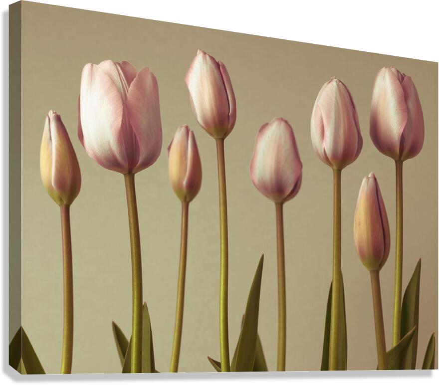 Emerging Elegance Canvas Print