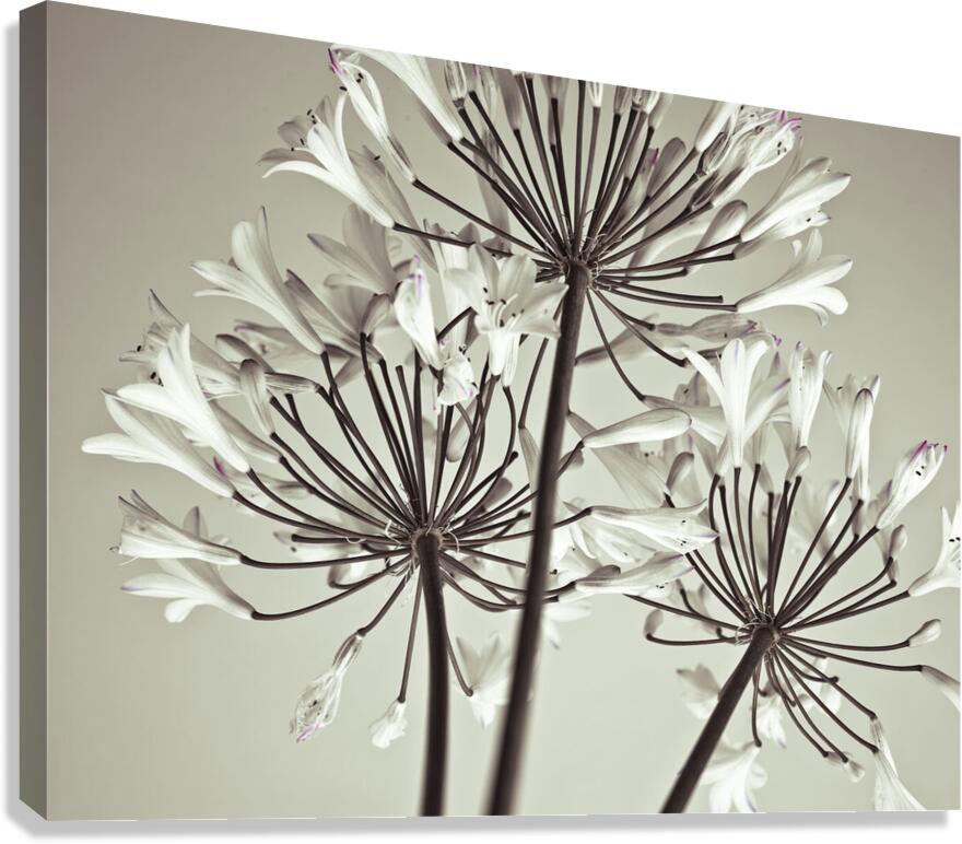 African Lily Canvas Print