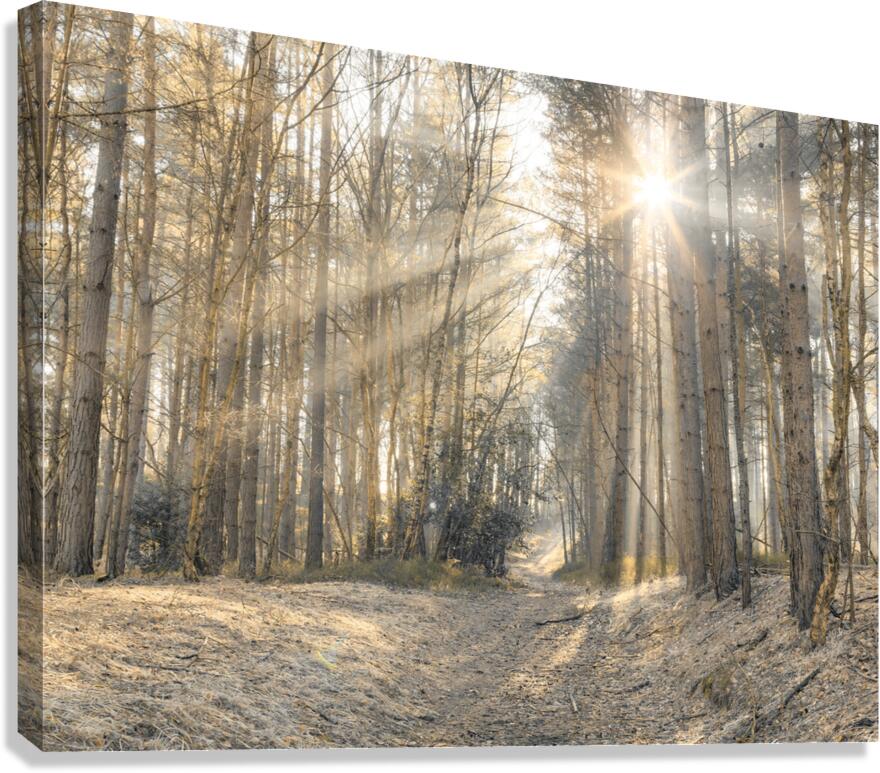 Sun Rays Painting the Forest Canvas Print