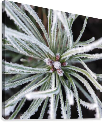 Frost on Pine Shoots Canvas Print