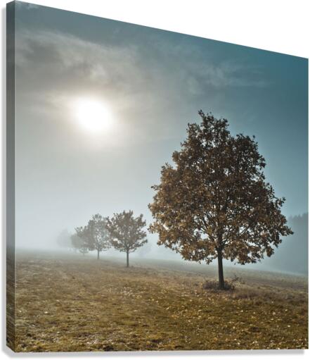 Trees in the Mist Canvas Print