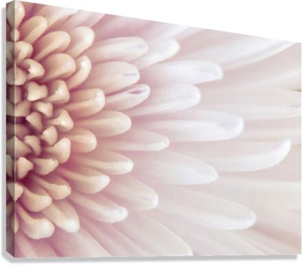 Chrysanthemum Petals Canvas Print