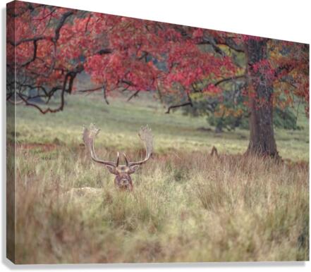 Stag in a field Canvas Print