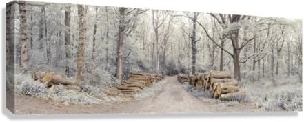 Stacked Logs in Forest Canvas Print