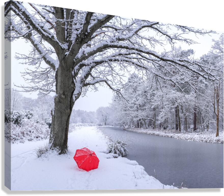 Oak tree and umbrella Canvas Print