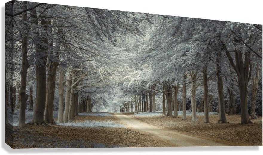 Woodsy Pathway Canvas Print