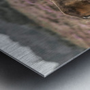 Wild Horses, New Forest Metal print