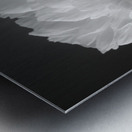 Peony flower Metal print