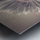 Gerbera Cream Metal print