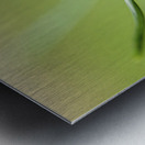 Yellow Crocus Metal print