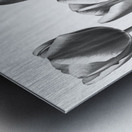 Fresh and Beautiful Tulips Metal print