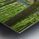 Dog in Bluebells Metal print