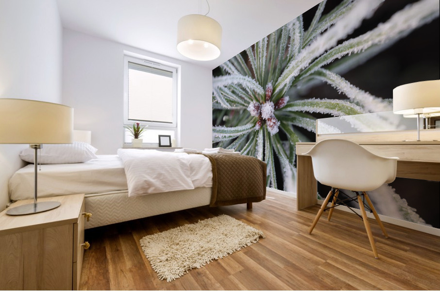 Frost on Pine Shoots Mural print